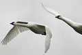 Tundra Swans_7812_