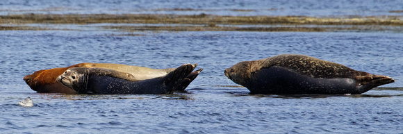 Harbor Seals_2685