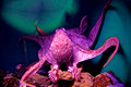 Pacific Octopus 4888_DxO