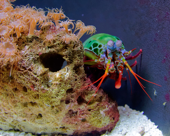 Rainbow Mantis Shrimp 4902_DxO