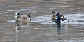 Wigeons and Ring Neck_7887_