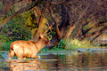 Sambar Deer_1855_DxO