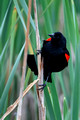 Redwing Blackbird_0288