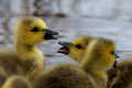 Goose Chicks Crop_0245
