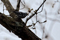 Black and White Warbler_0124