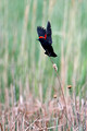 Redwing Blackbird_0194