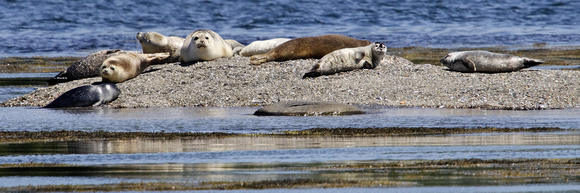 Harbor Seals_2675