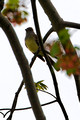 Great Crested Flycatcher_0191