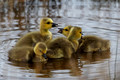 Goose Chicks_0245