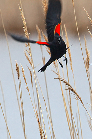 Redwing Blackbird_0272