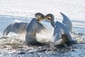 Swans Two Bite_7645