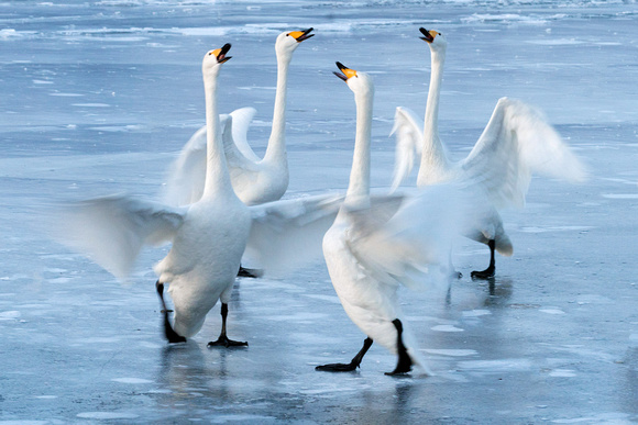Swans Four Flap_8866