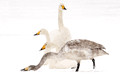 Whooper Swans Four_9224_DxO