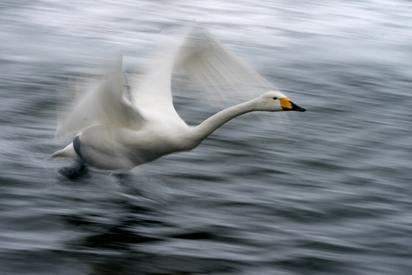 Swan Blur_9205