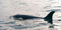 Orca female_1668_DxO