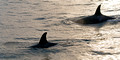 Orcas Two_1651_DxO