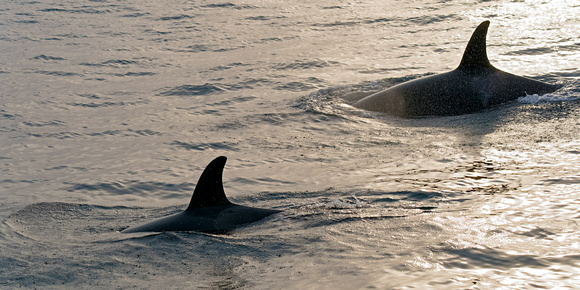 Orcas Two_1651_DxO