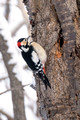 Great Spotted Woodpecker_3150