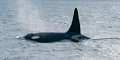 Orca Male Blow_1592_DxO