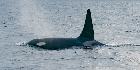 Orca Male Blow_1592_DxO