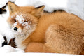 Fox Snow Face_0087_DxO