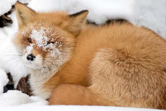 Fox Snow Face_0087_DxO