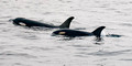 Orcas Two_1735_DxO