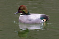 Falcated Duck_4083