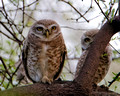 Spotted Owlet_2654_DxO