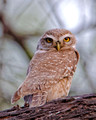 Spotted Owlet_2642_DxO