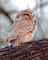 Spotted Owlet_2644_DxO