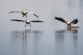 White Pelicans Landing _4144_DxO