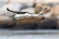 Red Throated Loon Fly_6912_DxO