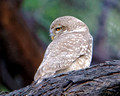 Spotted Owlet_2625_DxO
