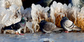 Pigeons on Ice_0190.jpg