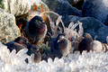 Pigeons on Ice_0122-2