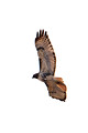 Red Tailed Hawk_9585