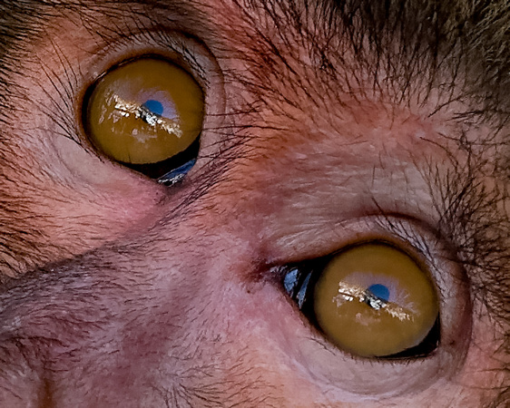 Monkey eyes_4305_DxO