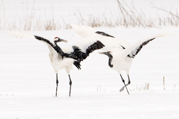 Cranes Dance Snow_8930