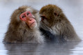 Monkeys Groom_4524_DxO