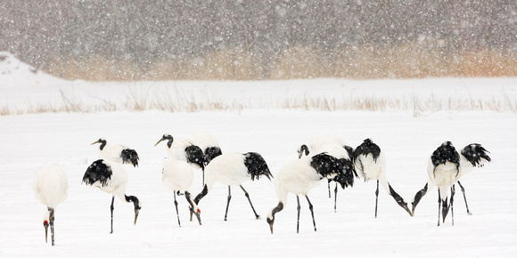 Cranes Snow_8887