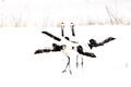 Cranes Dance Snow_8923