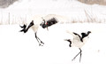 Cranes Dance Snow_8897