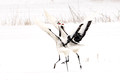 Cranes Dance Snow_8921