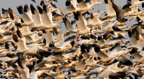 Snow Geese Fly_1615