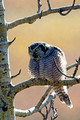Hawk Owl 2420_DxO