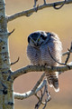 Hawk Owl 2428_DxO