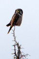 Hawk Owl 1518_DxO
