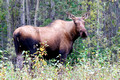 Moose Cow 7031_DxO