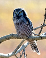 Hawk Owl 2400_DxO